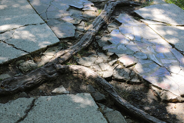 The surface or texture of tree root through out from the road.