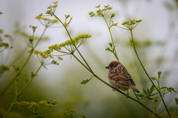 A young Eurasian tree sparrow sits on a green plant perpendicular to the camera lens on a summer evening.