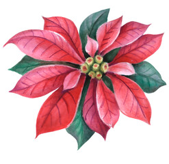 Illustration of poinsettia - a symbol of Christmas. Can be used as a card, cover background or web message.