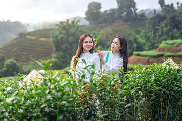 Portrait of two beautiful young Asian woman Wearing a white Vietnamese dress and holding basket to pick green tea leaves at tea plantation.