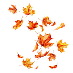 Fototapeta premium Falling Autumn Leaves with Transparent Background, Colorful autumn leaves gracefully falling with a transparent background, perfect for seasonal themes, nature designs, and autumn decor. 