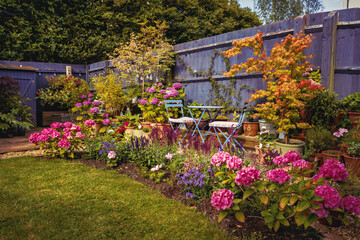 Summer garden, full of hydrangeas, salvias, geraniums and acers, with bistro set