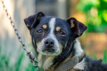 A small tricolor dog with a sad face, a sad animal chained to a kennel in the countryside. The dog's freedom was taken away