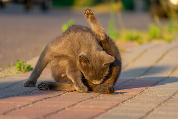 A small cat lying on the street licks its leg, a clean cat washes itself. Funny animal pose in the setting sun