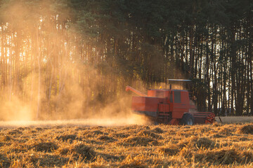 Harvest in the countryside. combine harvester mowing wheat, rye, grain during sunset and golden...