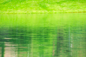 green leaves reflected in water