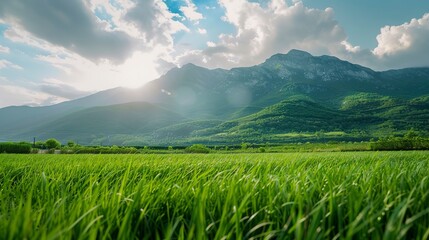 Fototapeta premium beautiful nature landscape of green grass field with mountain behind 