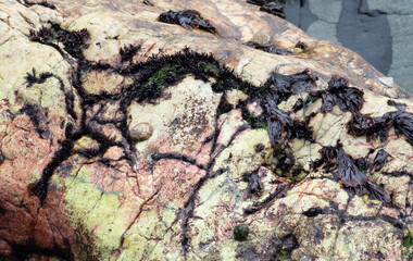 Seaweed growing on quartzite at Rocky Valley the North Cornish Coast