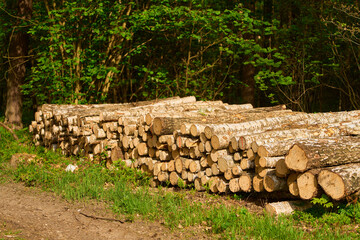 Wood logs piled up in a dense forest environment.  forestry industry impact on the natural landscape.