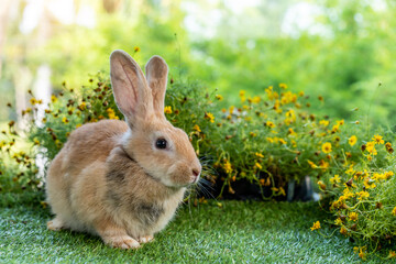Lovely bunny easter brown rabbit on green grass with natural bokeh as background . Cute fluffy rabbit on wooden background Lovely mammal with beautiful bright eyes in nature life.Animal concept.