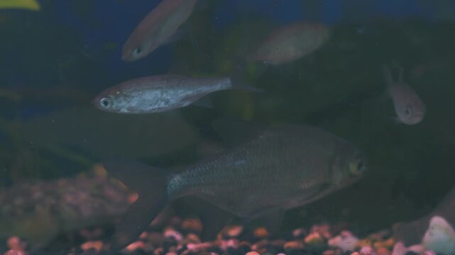 Young bream and roach swims in the aquarium. Freshwater river fish in an aquarium. Selective focus