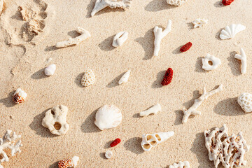 Assorted Seashells and corals on Beige Beach Sand, nature flat lay from shells and white and red coral pieces on natural sandy background, minimal creative pattern, neutral trend tones, above view