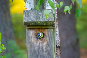 bird house on a tree