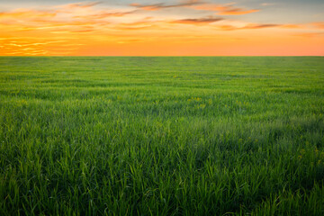 summer sunset over natural green grass field at agriculture farm