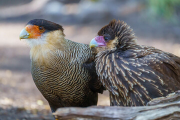 Crested caracara (Caracara plancus) in the wild