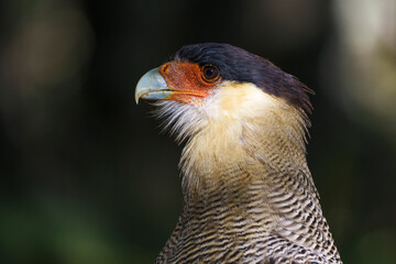 Crested caracara (Caracara plancus) in the wild