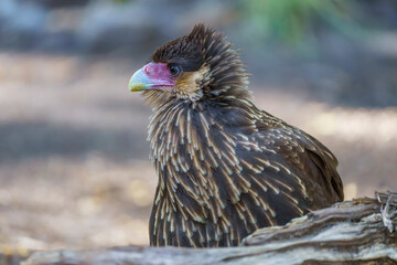Crested caracara (Caracara plancus) in the wild
