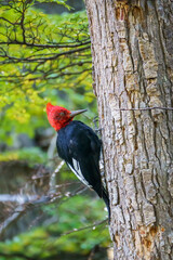 Patagonian woodpecker in the wild