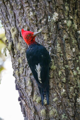 Patagonian woodpecker in the wild