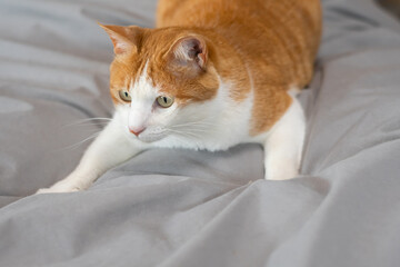 寝そべって見つめる猫　茶トラ白