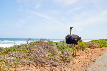 Eine Reise durch Südafrika. Kapstadt und  Umgebung.