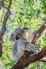 Cute koala bear resting on eucalyptus tree in its natural habitat on Magnetic Island, Queensland, Australia. The island is a holiday destination 8 km offshore of Townsville.