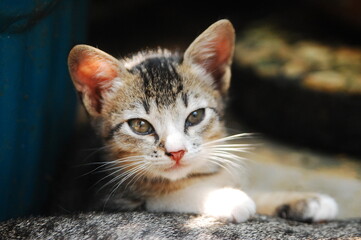 A portrait of grey domestic kitten in the garden with its mother