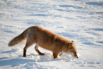 Obraz premium Hokkaido red fox sniffing winter snow while hunting