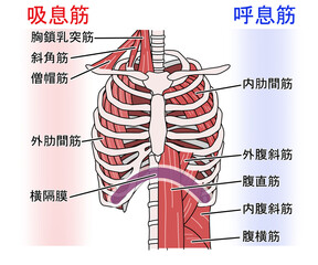 呼吸筋（文字あり）