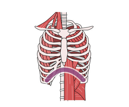 呼吸筋（文字なし）