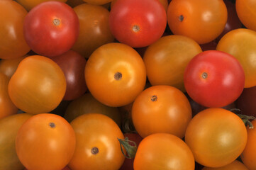 Tomates cerises jaunes et rouges mûres en gros plan