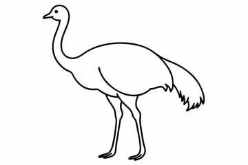 An Emu bird vector illustration