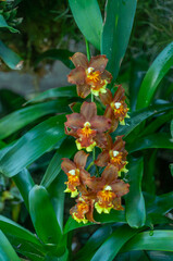 Obraz premium A close-up of a vibrant Oncidium Dancing Lady orchid, with rich orange and yellow blooms set against lush green foliage. The intricate flowers and verdant leaves are highlighted beautifully.