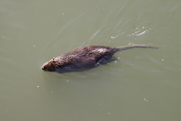 Coypu swimming in murky river water