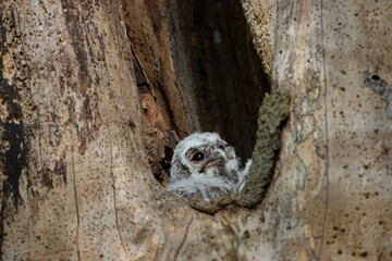 Tawny Owl chick nesting in a dead tree trunk, County Durham, England, UK.