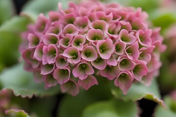 Heartleaf bergenia flower bokeh background, AI Generated