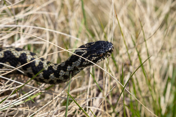 Male Adder crawling through grass, Weardale, County Durham, England, UK.