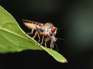 Robber fly with it prey on green leaf, Macro shot and nature background, Selective focus.