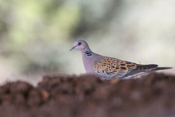 close-up shot of European turtle dove (streptopelia turtur)