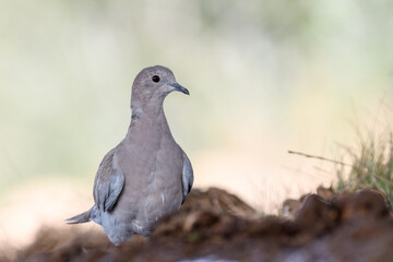 Juvenile Eurasian Collared dove