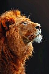 Naklejka premium Majestic lion looking up with hope and pride