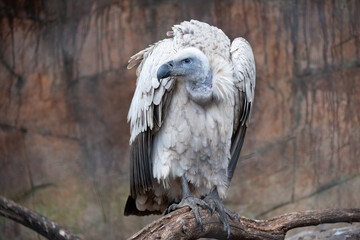 Cape Vulture ( Gyps coprotheres ) Giants Castle Drakensberg, Souith Africa