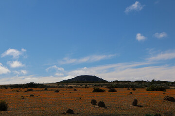 Obraz premium Fields covered in thousands of flowers in Namaqua National Park in spring