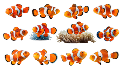 PNG clownfish animal set, transparent background
