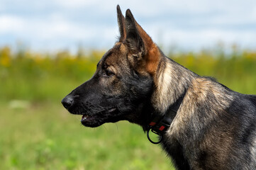 German shepherd portrait on a background of green grass and blue sky