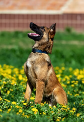 Belgian shepherd malinois dog with flower