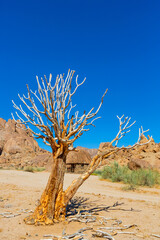 Ancient Quiver Tree succulents in the Richtersveld National Park