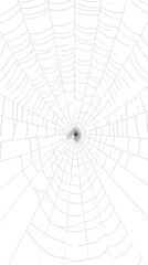 PNG Spider arachnid black invertebrate.