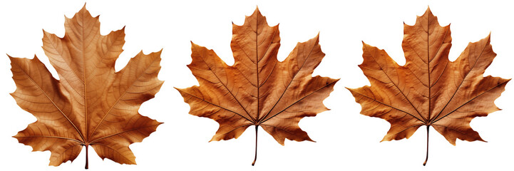 Obraz premium Set of Maple Leaves Isolated on Transparent Background png