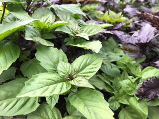 close up of leaves. fresh purple and green basil leaves on the bed. spice. summer. background. plants. grow. garden. italian. thai basil